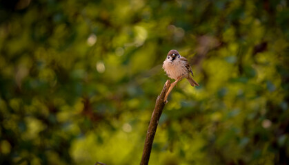 a sparrow sitting on a wooden stump on a blurred green background. Passer domesticus bird in freedom