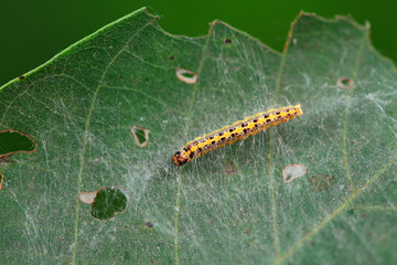 A Lepidoptera larva in nature, North China
