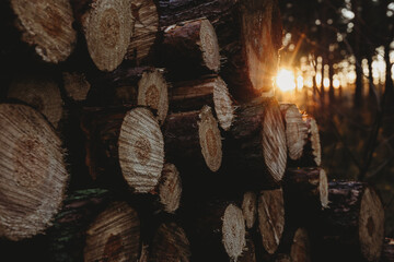 sunset in the forest behind the pile of logs
