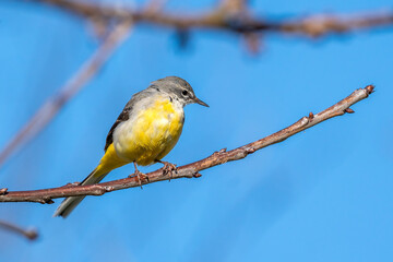 Grey Wagtail (Motacilla cinerea) perched on a  branch which is a common insect eating bird with a yellow under belly and usually found by a stream or a river side, stock image photo