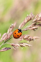 Ladybug, (coccinella septempunctata) a red beetle insect with seven spots resting on a grass seed plant stem in summer and commonly known as a ladybird or lady beetle, macro close up photo