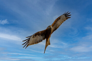 red kite in flight