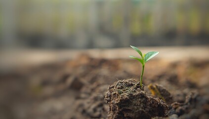 plant