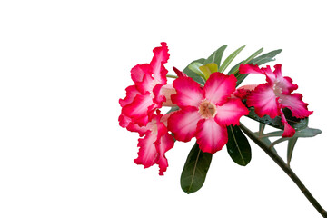 Adenium or desert rose flower is medicinal herbs. (Impala Lily, Mock Azalea, Pink adenium). white...