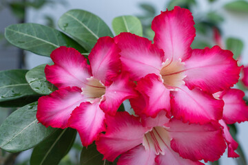Adenium or desert rose flower is medicinal herbs. (Impala Lily, Mock Azalea, Pink adenium).