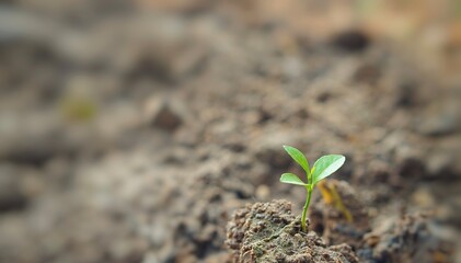 plant in the ground