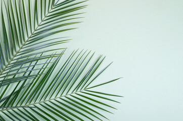 Hello Summer background with fresh green palm leaves on a blue background with empty space for text.