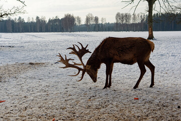 Brown deer with large antlers looking for food in the snow
