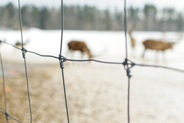 Gray metal fence in focus, against the background of blurry deer in the snow