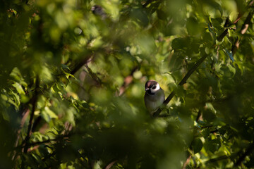 a sparrow sitting on the branches of a green tree. Passer domesticus camouflaged among the leaves early in the morning 