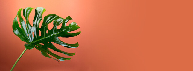 Big fresh Monstera leaf, Swiss cheese plant tropical against rust color background. © Hanna Aibetova