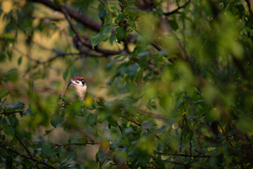 a sparrow sitting on the branches of a green tree. Passer domesticus camouflaged among the leaves early in the morning 
