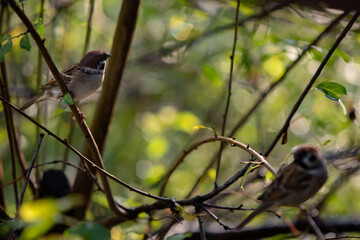 a sparrow sitting on the branches of a green tree. Passer domesticus camouflaged among the leaves early in the morning 