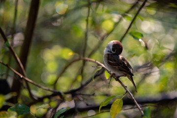 a sparrow sitting on the branches of a green tree. Passer domesticus camouflaged among the leaves early in the morning 