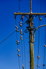Pink and grey galahs on power lines with telegraph pole in outback Queensland, Australia.
