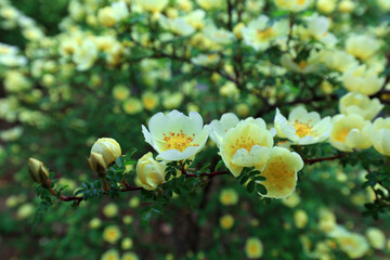 Rosa davurica flowers in the park, China