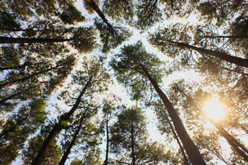 Bottom view of tall old trees in pine forest.
Low angel shot of a tranquil pine forest, in morning