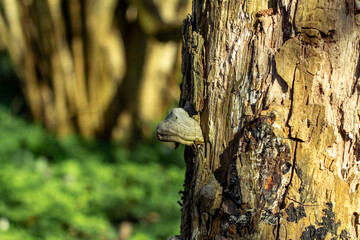 Obraz premium A fungi growing on old tree trunk in spring forest