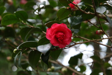 ピンク色に花を咲かせた菊更紗