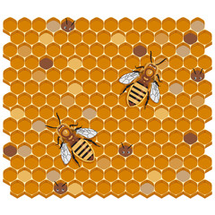 Honey Bees on Honeycomb, vector illustration. Honey cells