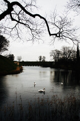 swans on the lake - Copenhagen