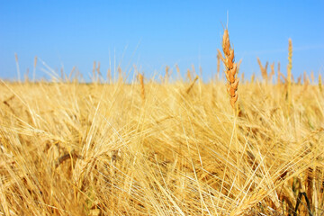 Golden ears of wheat in the field