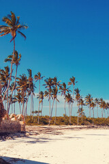 palm tree on the beach at Uroa Beach, Zanzibar