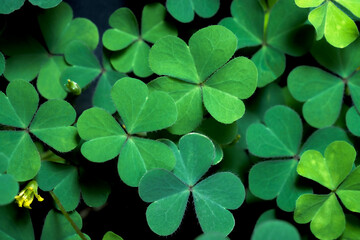 Lucky Irish Four Leaf Clover in the Field for St. Patricks Day holiday symbol. with three-leaved shamrocks.