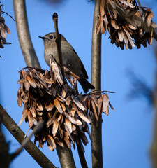 Goldcrest perched in an Ash Tree with a blue sky, looking away from the camera. 