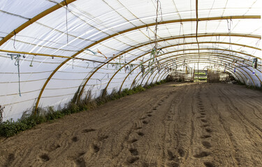 Naklejka premium Indoor Abandoned Greenhouse