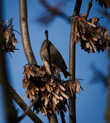 Tiny Goldcrest perched in an Ash Tree, looking up with a blue sky background.