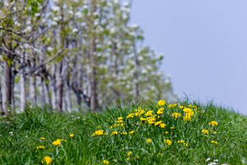 Beautiful grassland with selective focus on blooming dandelion flowers and fruit trees in the background