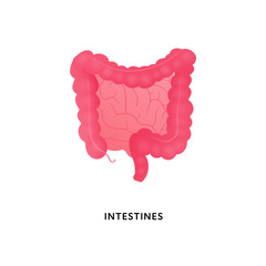 Human organ collection. Vector flat modern anatomical icon color illustration. Red intestines isolated on white background. Health care sign. Design element for gastroenterology, medicine, biology.