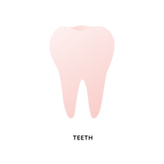 Human organ collection. Vector flat modern anatomical icon color illustration. Tooth isolated on white background. Health care medical sign. Design element.