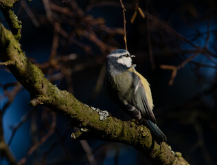 Blue Tit eating a bud whilst clinging to a twig, with a dark background.