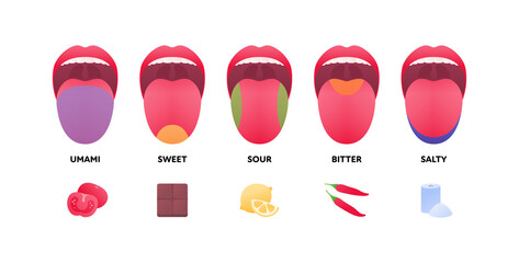 Taste scheme concept. Vector flat modern color illustration. Tongue with lips. Mouth tasty sense symbol. Umami tomato, sweet chocolate, sour lemon, bitter pepper, salty zone symbol. - obrazy, fototapety, plakaty