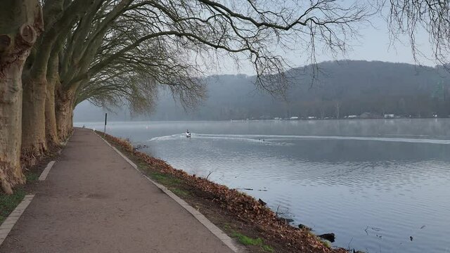 Black and white swans swimming on Lake Baldeneysee in the city of Essen