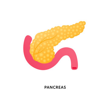 Human organ collection. Vector flat modern anatomical icon color illustration. Red and yellow pancreas isolated on white background. Health care sign. Design element for gastroenterology, biology.