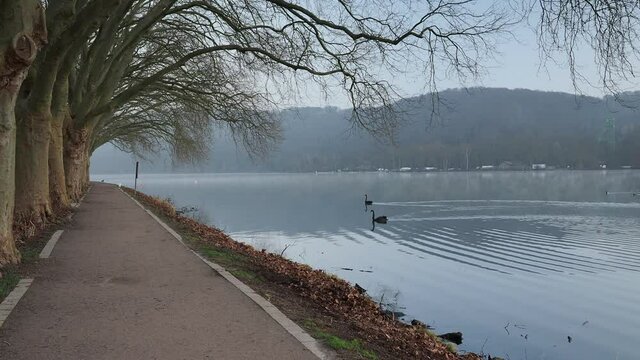 Black swans swimming on Lake Baldeneysee in the city of Essen.