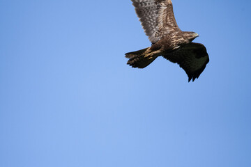 Buzzard flying very close to the camera with a blue sky background. 