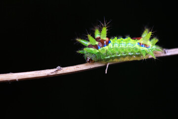The larvae of the moth on wild plants, North China