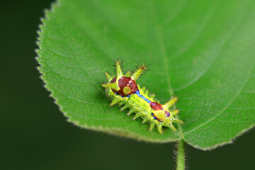 The larvae of the moth on wild plants, North China