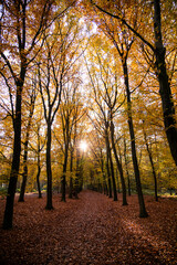 Lovely autumn leaves in a forest