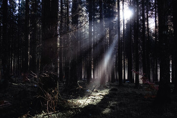 Lichtstrahlen in einem Nadelwald im Winter auf der Schwäbischen Alb