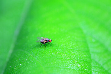 Flies on wild plants, North China