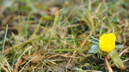 yellow crocus bud grows in the garden side view