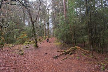 Footpath through rural countryside woodland forest