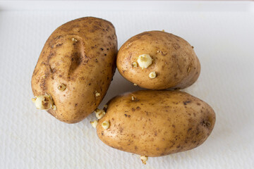 three potatoes with sprouts on a white background