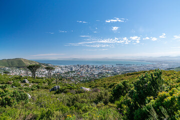 Fototapeta na wymiar Sicht auf Kapstadt im Vordergrund Büsche und Pflanzen im Hintergrund Meer und Himmel