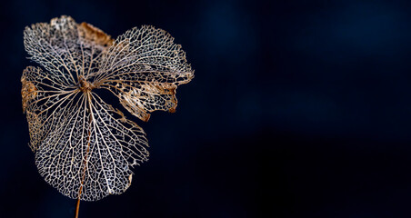 Macro photography of a leave in winter schooling just the veins and midrib.
